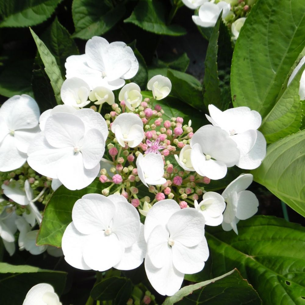 Hydrangea macrophylla 'Libelle'